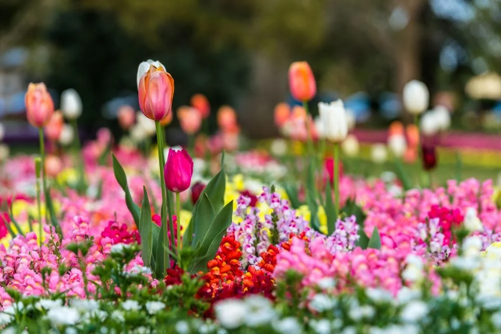Melbourne International Flower & Garden Show & Gourmet King Island