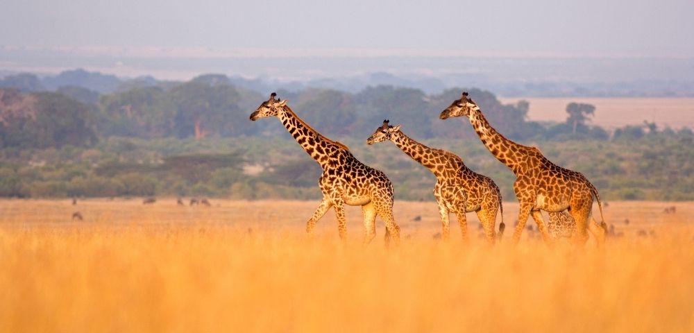 Southern Africa Discovery Escorted Group 2027