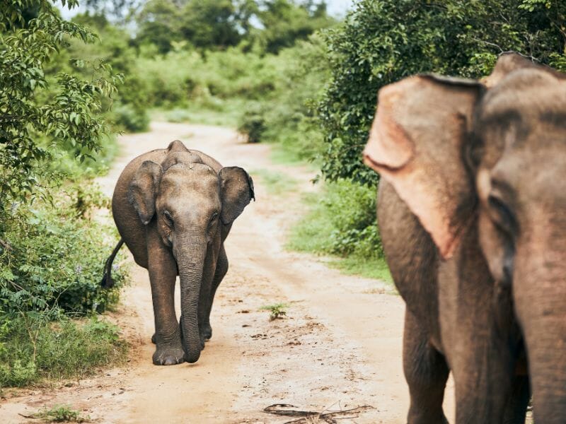 Sri Lanka - The Pearl of the Indian Ocean